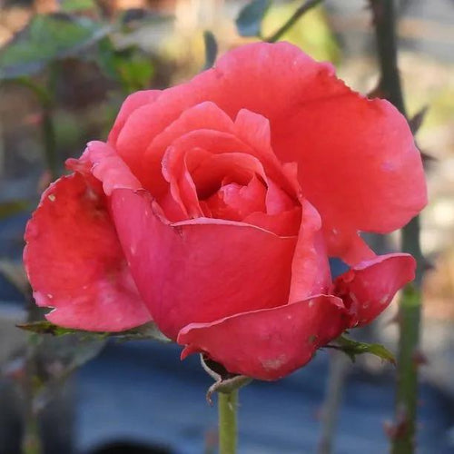 Super Star Hybrid Tea Rose Flowers