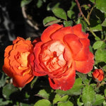 Super Trouper Floribunda Rose Flowers