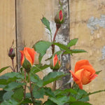 Super Trouper Floribunda Rose Flowers