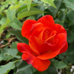 Super Trouper Floribunda Rose Flowers