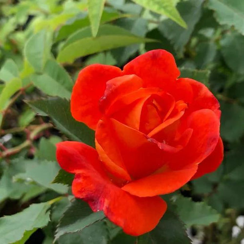 Super Trouper Floribunda Rose Flowers