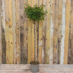 Super Trouper Standard Rose