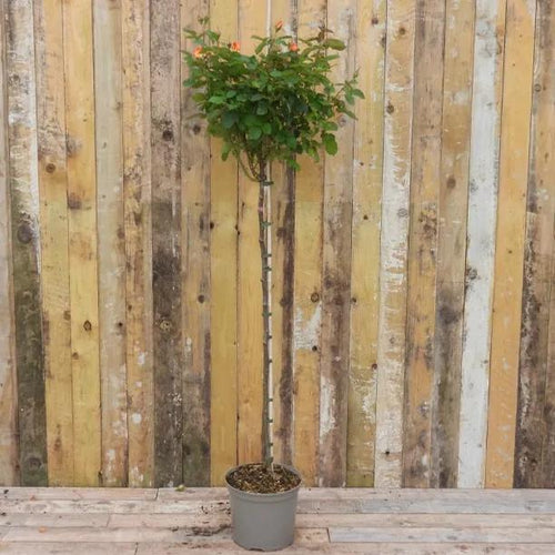 Super Trouper Standard Rose