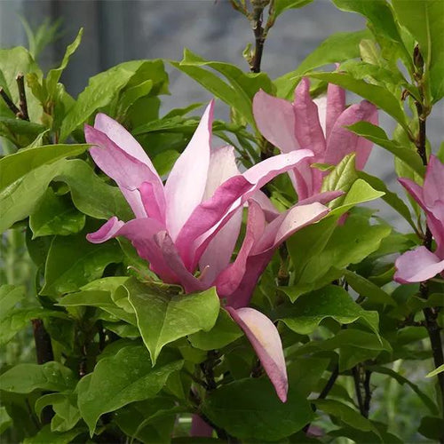 Susan Magnolia Flower