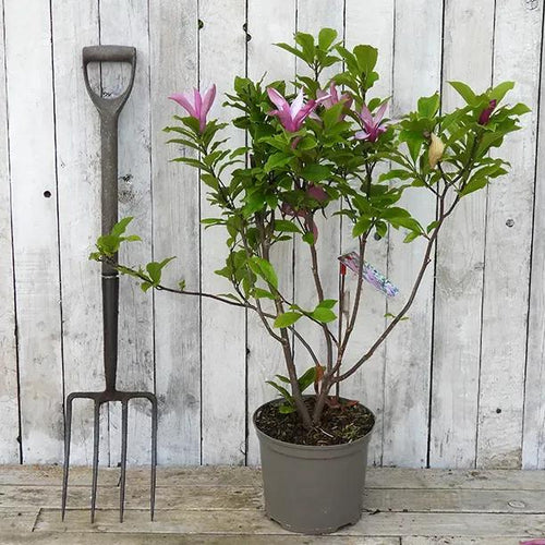 Susan Magnolia Bush in 5 Litre pot