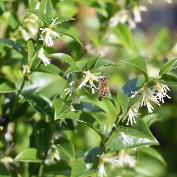 Sweet Box hedge plant with white flowers and bee pollinating in garden setting