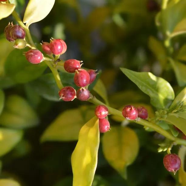 Sweet Box hedge plants showing clusters of pink-red berries among green and yellow autumn foliage