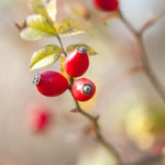 Sweet Briar Rose Hips