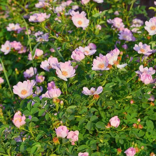 Sweet Briar Rose Flowers