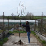 Bareroot Sweet Chestnut 6cm to 8cm girth Standard Tree