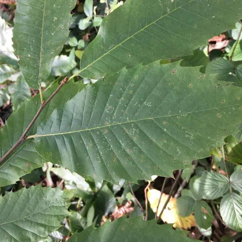 Sweet chestnut leaves