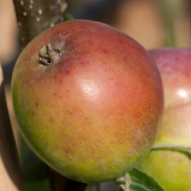 Sweet Coppin Cider Apples on the tree