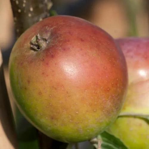 Sweet Coppin Cider Apples on the tree