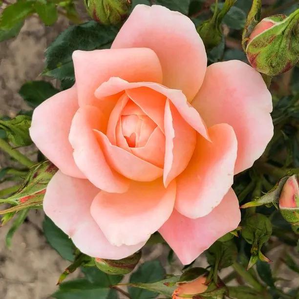 Sweet Dream Rose Flowers