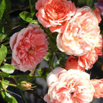 Sweet Dream Rose Flowers