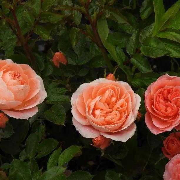 Sweet Dream Rose Flowers