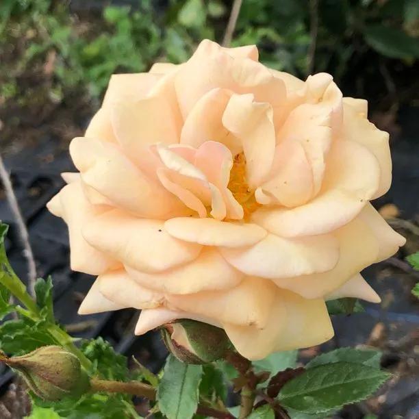 Sweet Honey Floribunda Rose Flowers