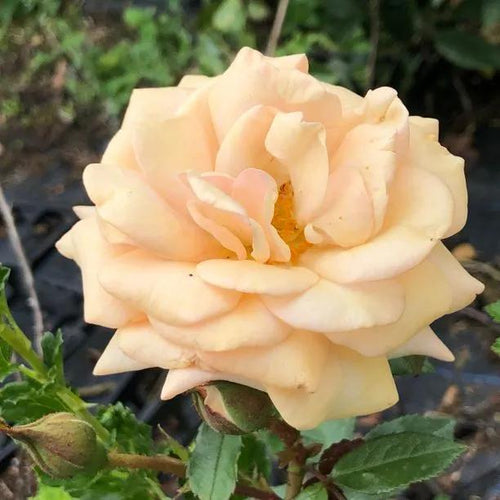 Sweet Honey Floribunda Rose Flowers