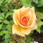 Sweet Honey Floribunda Rose Flowers