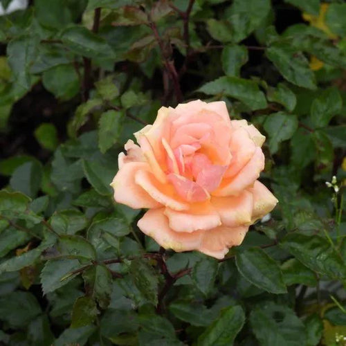 Sweet Honey Floribunda Rose Flowers
