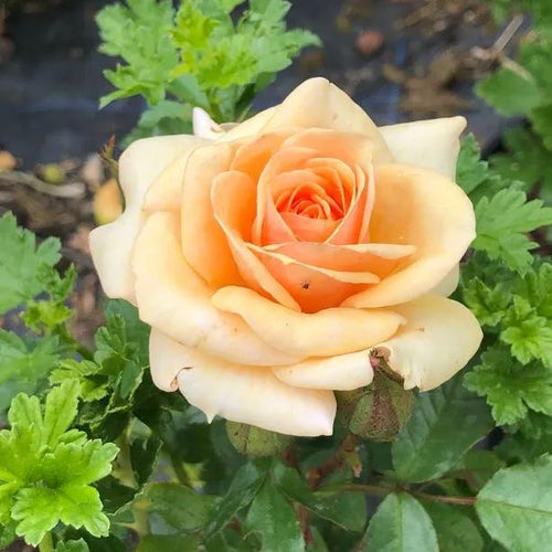 Sweet Honey Floribunda Rose Flowers
