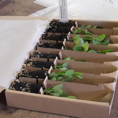 A Cottage Garden Sweet Pea Collection in recycled & recyclable box