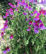 Matucana Sweet Pea Flowering over a metal frame