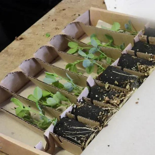 Mail Order Sweet Pea Plugs in Sturdy Recyclable Packaging