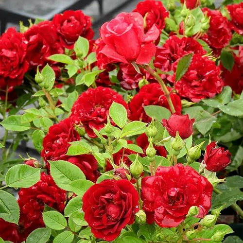Sweet Wishes Red Rose Flowers