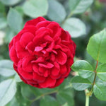 Sweet Wishes Rose Flower