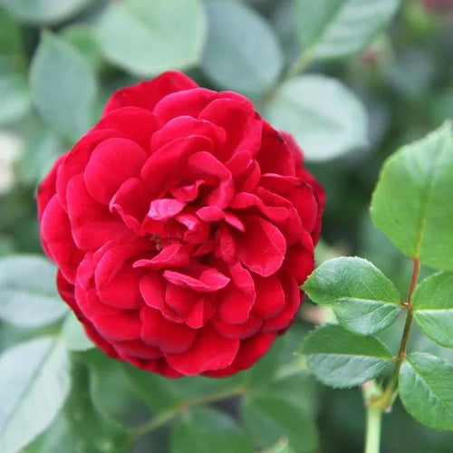 Sweet Wishes Rose Flower