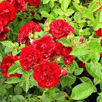 Sweet Wishes Rose Flowers