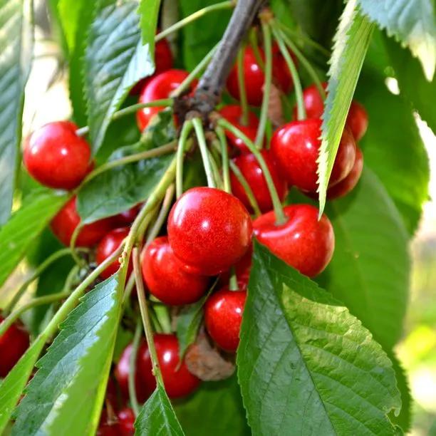 Sweetheart Cherries on the tree