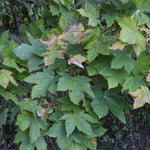 Sycamore Leaves