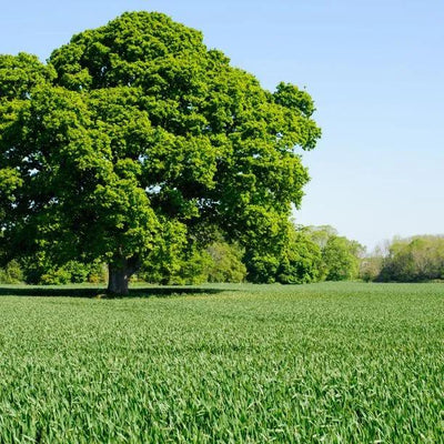 Mature Sycamore tree