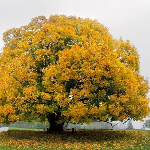 Mature Sycamore tree in Autumn