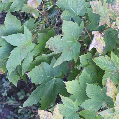 Sycamore Tree Leaves