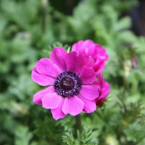 Sylphide Anemone Flowers