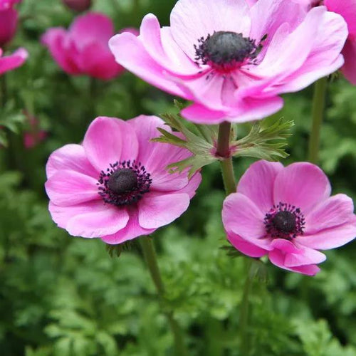 Sylphide Anemone Flowers