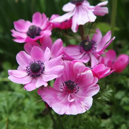 Sylphide Anemone Flowers