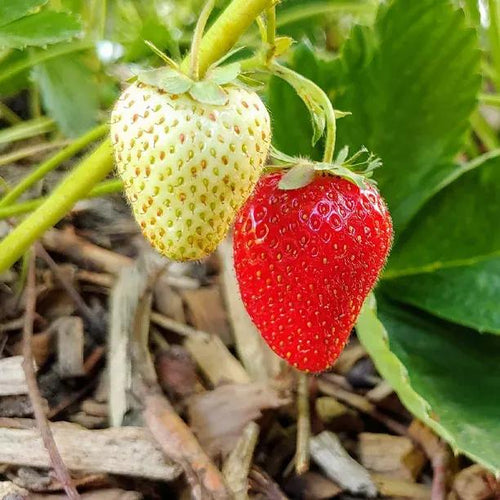 Symphony Strawberries on the bush