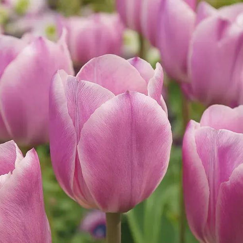 Synaeda Amor Tulip Flowers