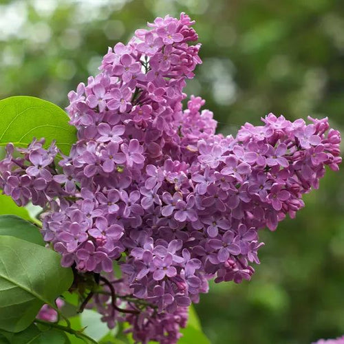 Wild Lilac Flowers