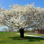 Mature Great White Cherry Tree in flower