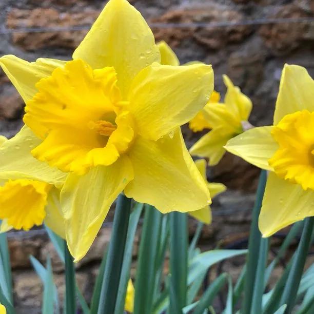 Yellow Tamara Daffodil Flowers