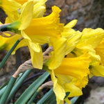 Tamara Daffodil Head Flowers