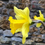 Tamara Yellow Daffodil Flowers