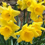 Bunch of Tamara Daffodil Flowers