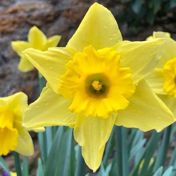 Tamara Daffodil Flowerhead