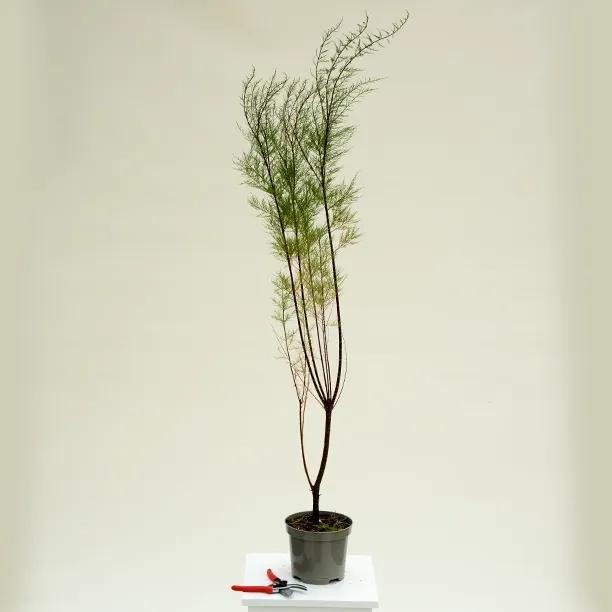 Tamarix tetandra Plant in 3 Litre Pot